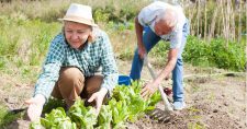 Gardening for Health. Picture of an elderly caucasian male and female working in their garden.
